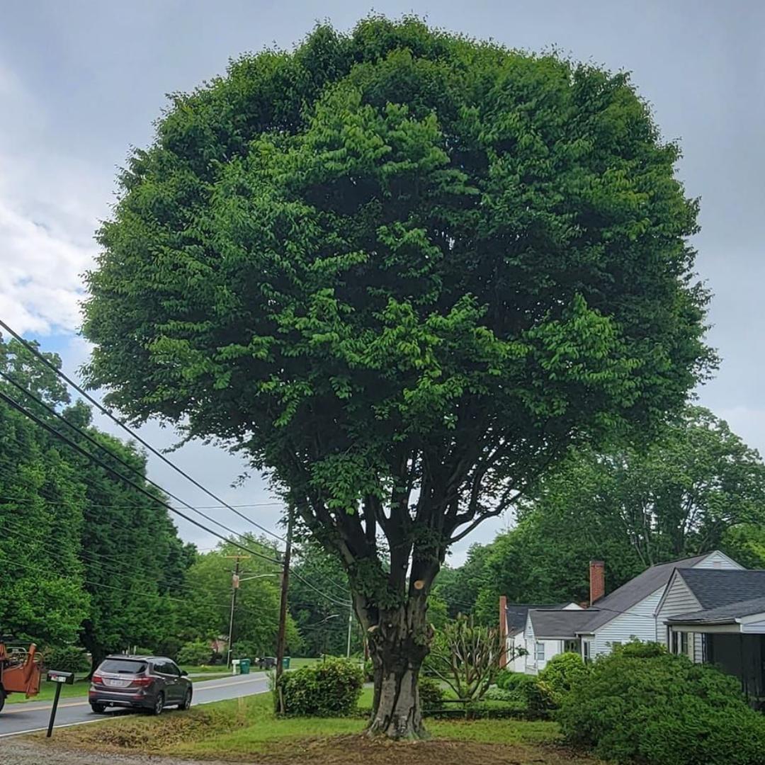 Dillard's Tree Service