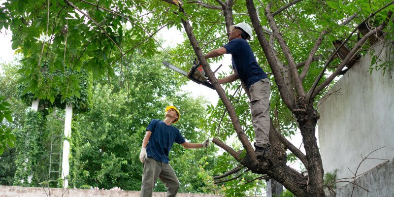 Residential Tree Services in Summerfield, North Carolina