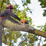 Tree Removal
