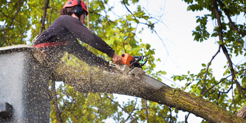 Commercial Tree Services in Summerfield, North Carolina