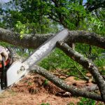 Tree Trimming