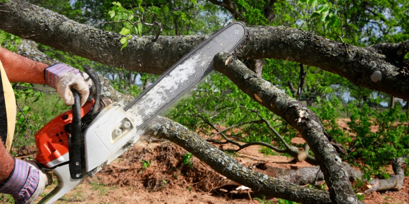 Emergency Tree Services in Summerfield, North Carolina