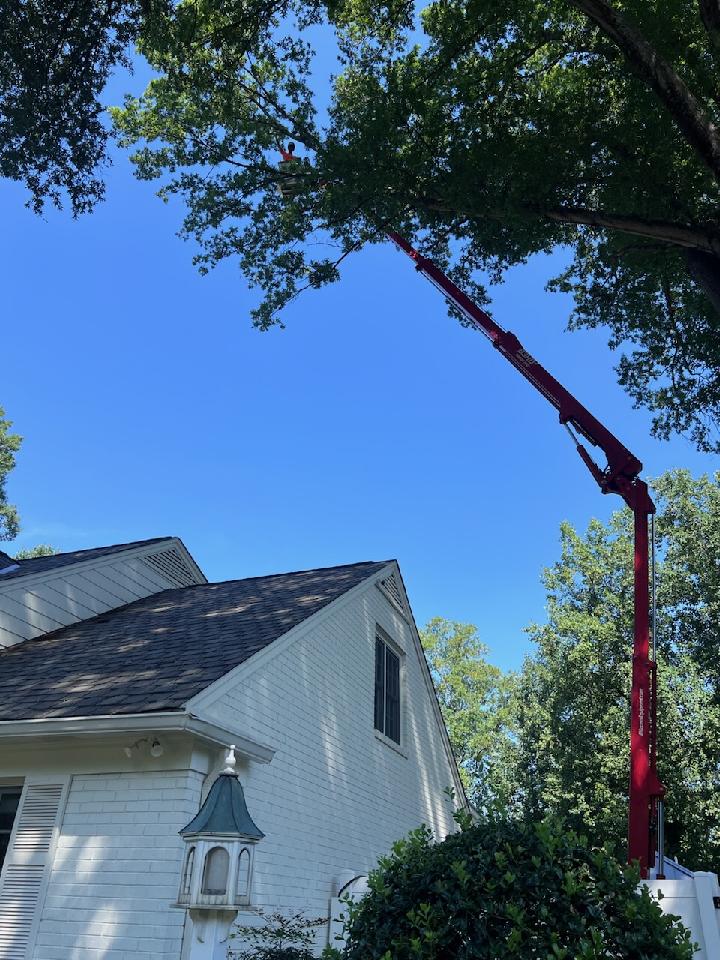 Dillard's Tree Service