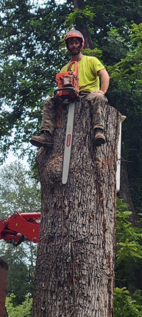 About Dillard’s Tree Service in Summerfield, North Carolina