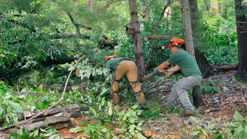 Certified Arborist in Summerfield, North Carolina