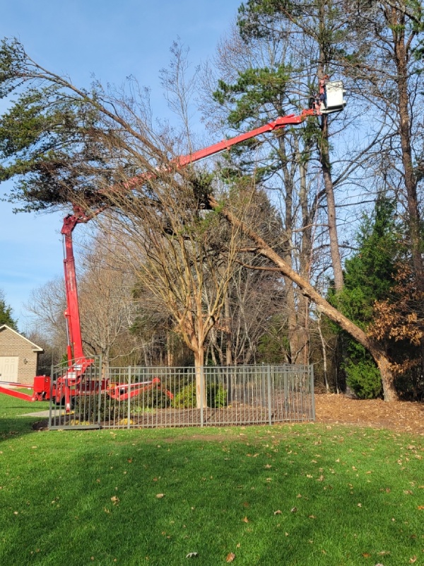 Dillard's Tree Service