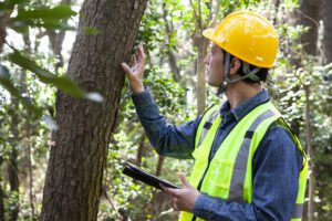 Why Hiring a Certified Arborist Can Save Your Trees and Your Property
